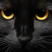 NINJA C4T skincantor.com