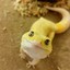 Gecko