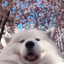 Hyakk997