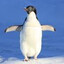 xt 64 Penguen