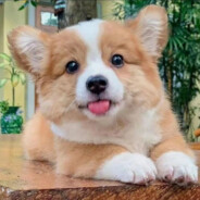 一只慵懒的夏天