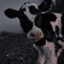 CowKiller