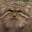 manul