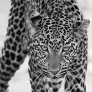 ASD - steam id 76561199388470433