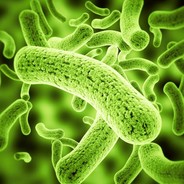 Parásito the Spanish