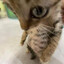 HaNula-