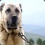 KANGAL