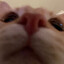 kitty's avatar