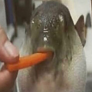 Elite Ball Knowledge