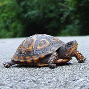 Turtle - steam id 76561197960432462