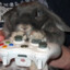 Pro Yapper Bunny