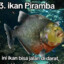 Ikan piramba