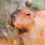 Capybara1487