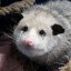 Unhappy Possum