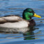 Motorised_Mallard