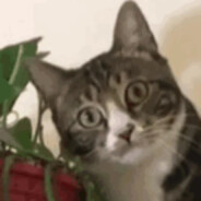 乔到船头自然植