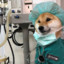 DDogeeee