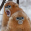 Monke