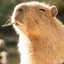 King Capybara