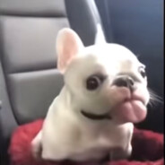 POPTARTFART