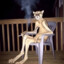 Cigar Cougar