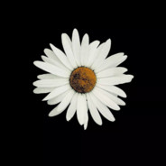 张婧仪的圈外老公