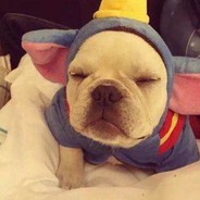 吃饱了的大脸猫