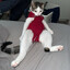 El gato