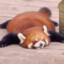 治愈侠