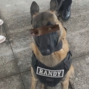 山东最后的深情