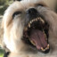 Shibe