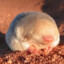 De Winton&#039;s Golden Mole