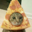 pizzacat