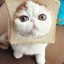 ♘Brutus