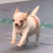 Chiwawa