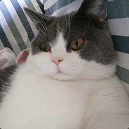 小胡在吃推屎爬