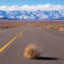 Tumbleweed