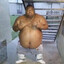 FatBoss