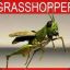 ѕ»^grasshopper^ ~]{nife~