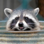 Raccoon (real)