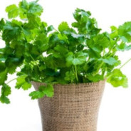 A Cilantro Plant