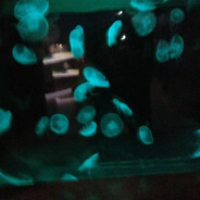 heliossan4337 avatar