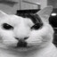 Miscio