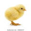 SmallChicken