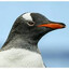 PENGUIN PeeK