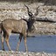 osmanische Bergantilope