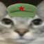 老实本分
