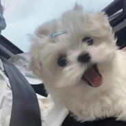树上有只熊