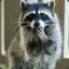 Extra Raccoon IS BANNED