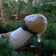 Дрочислав Безрук